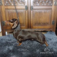 Dachshund (Standard & Miniature)