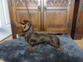 Dachshund (Smooth Haired)