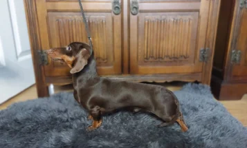 Dachshund (Smooth Haired)