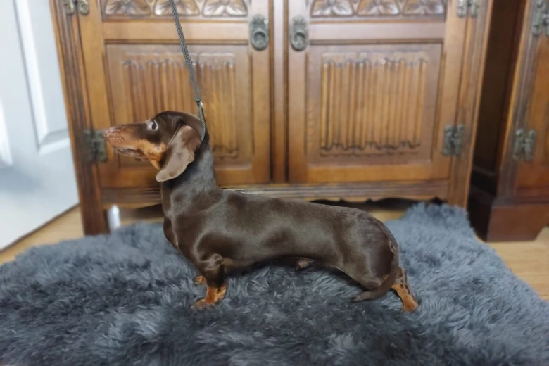 Dachshund (Smooth Haired)