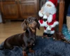 Dachshund (Smooth Haired)