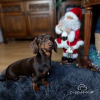 Dachshund (Standard & Miniature)