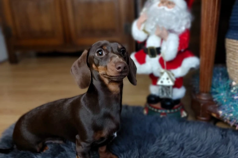 Dachshund (Smooth Haired)
