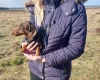 Dachshund (Smooth Haired)