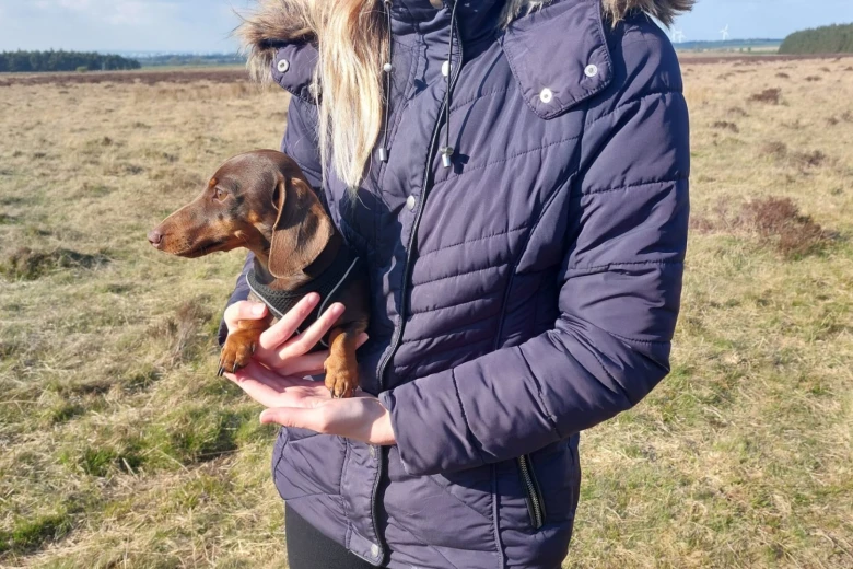 Dachshund (Smooth Haired)