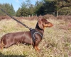 Dachshund (Smooth Haired)