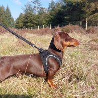 Dachshund (Standard & Miniature)