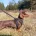 Dachshund (Smooth Haired)