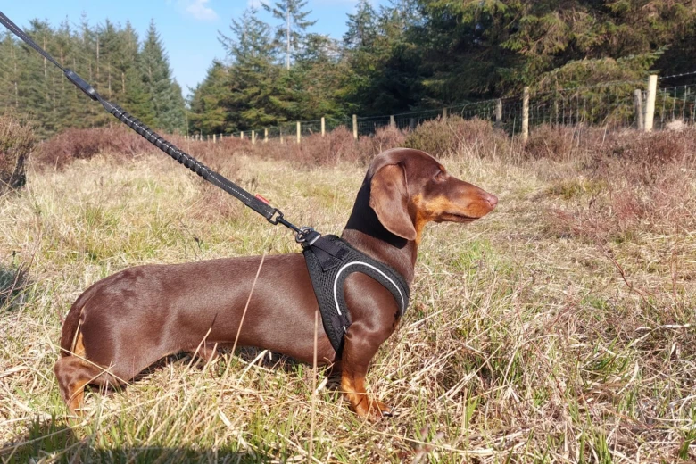 Dachshund (Smooth Haired)