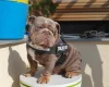 English Bulldog