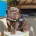 English Bulldog