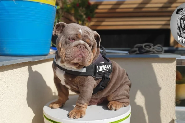 English Bulldog