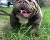English Bulldog
