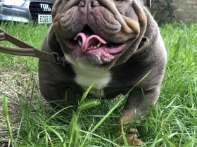 English Bulldog