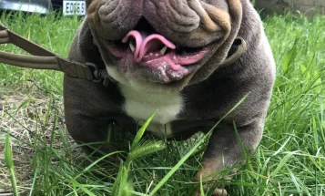 English Bulldog