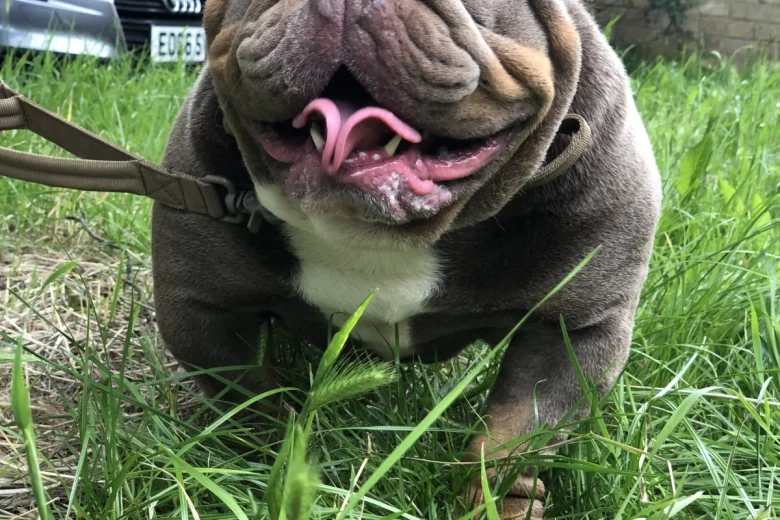 English Bulldog