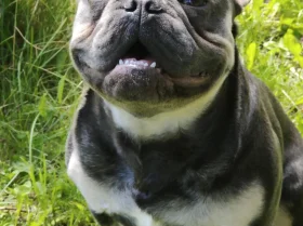 French Bulldog