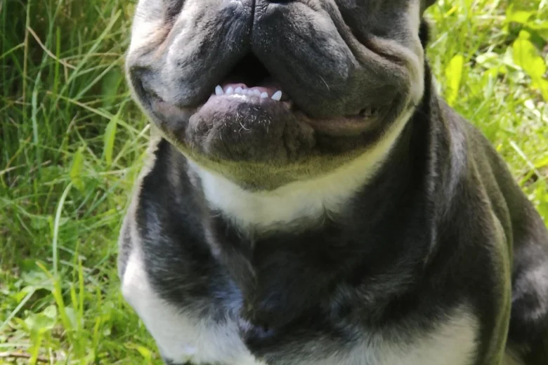 French Bulldog