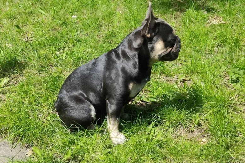French Bulldog