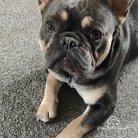 French Bulldog