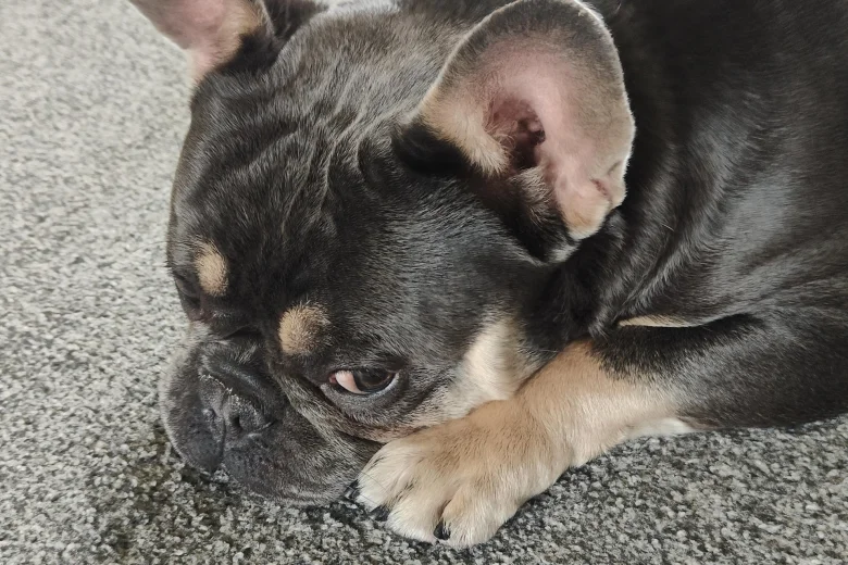 French Bulldog