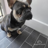 French Bulldog