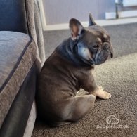 French Bulldog