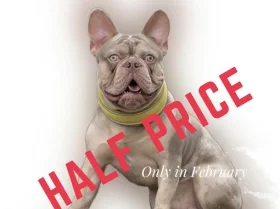 French Bulldog