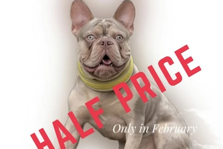 French Bulldog