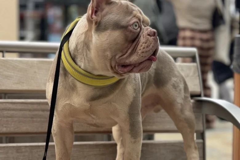 French Bulldog