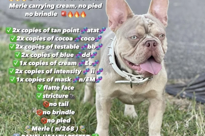 French Bulldog