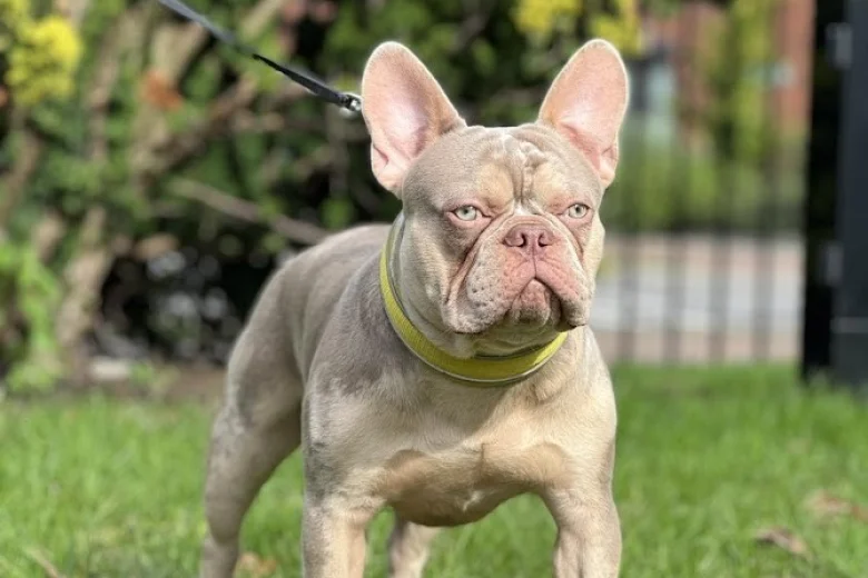 French Bulldog