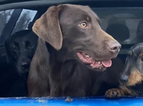 Labrador Retriever