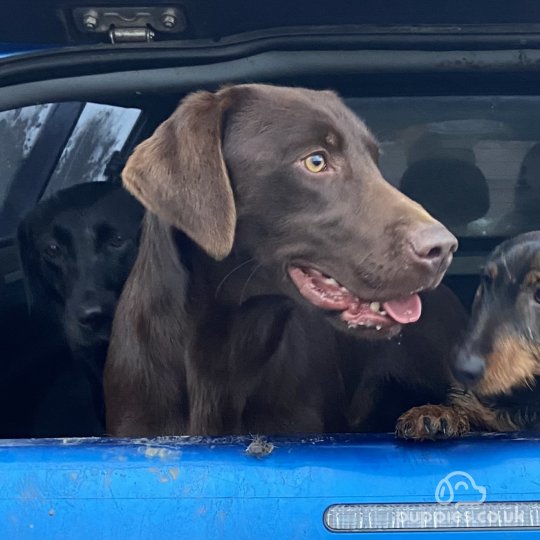 Labrador Retriever