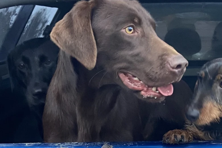 Labrador Retriever