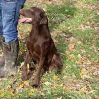 Labrador Retriever