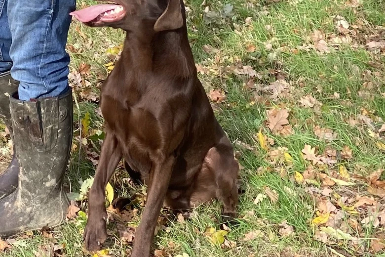Labrador Retriever