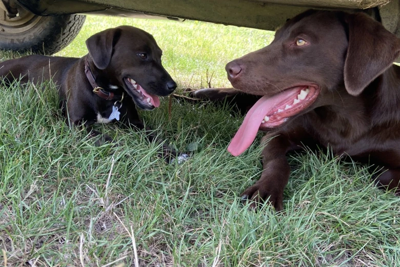 Labrador Retriever