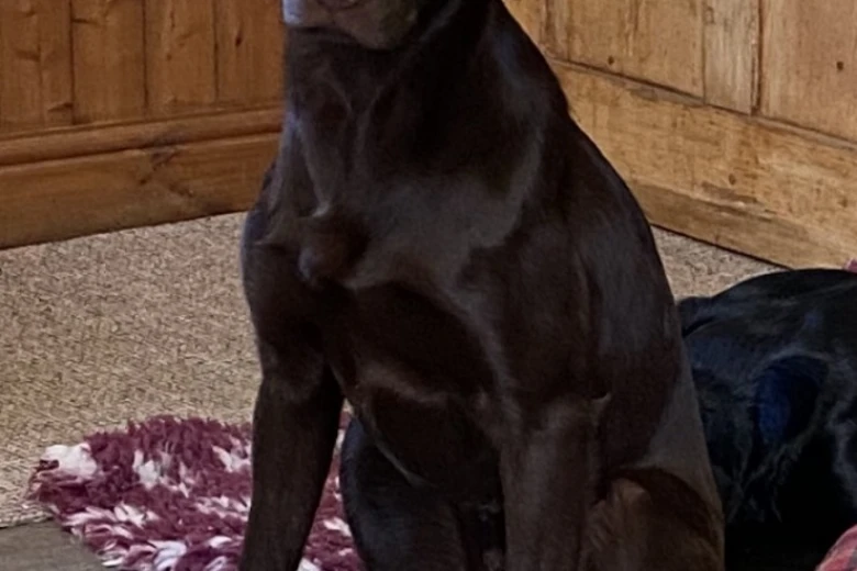 Labrador Retriever