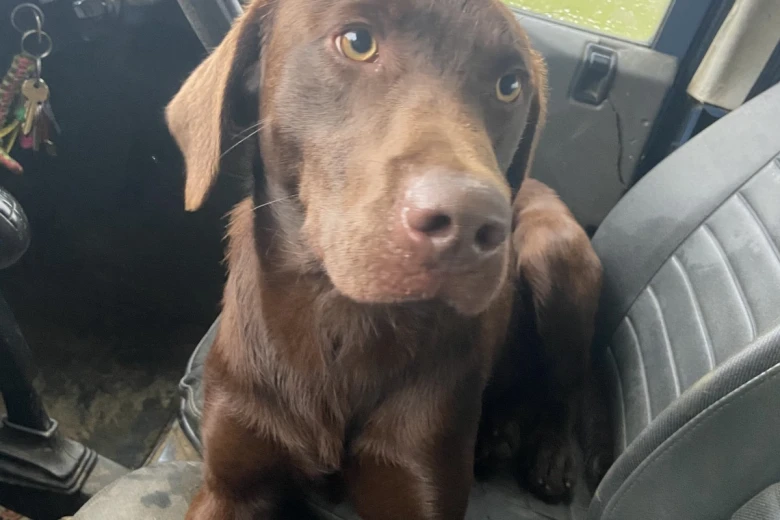 Labrador Retriever