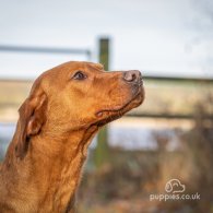 Labrador Retriever