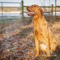 Labrador Retriever