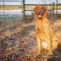 Labrador Retriever