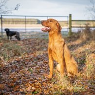 Labrador Retriever