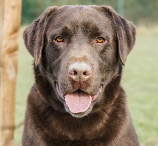 Labrador Retriever