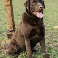 Labrador Retriever