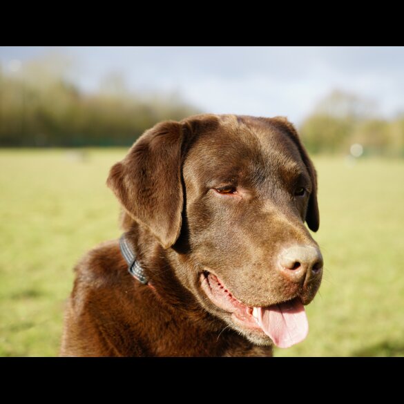 Labrador Retriever