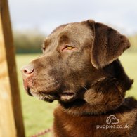 Labrador Retriever