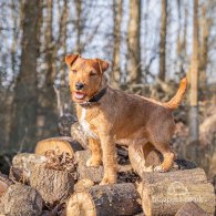 Lakeland Terrier