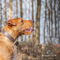 Lakeland Terrier